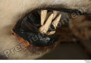 Polar bear mouth teeth 0003.jpg